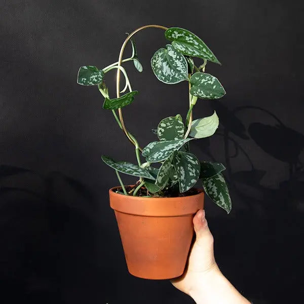 Mini Rankhilfen Hoop Gold von Botanopia