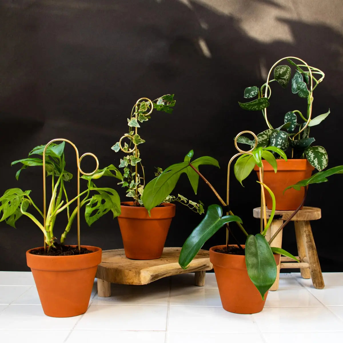Rankhilfe Pompom Gold von Botanopia