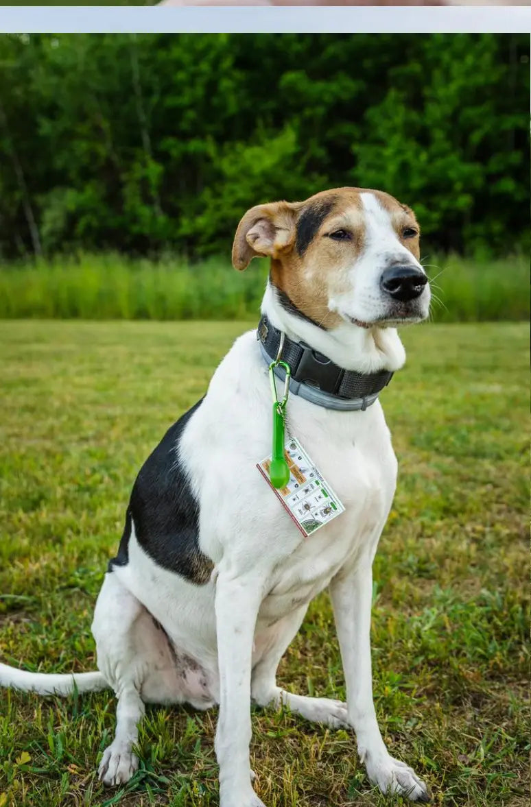 Zeckenentferner Mensch und Tier Löffelset 3er mit Karabiner für Rucksack oder Hund von Tickcheck