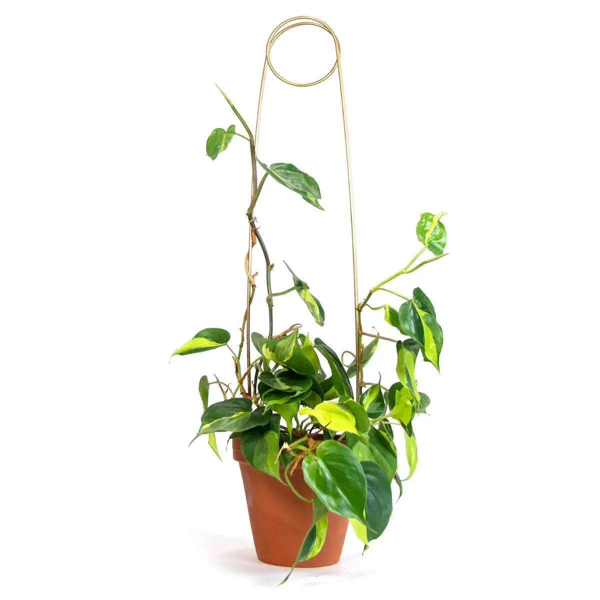 Rankhilfe Pin Gold von Botanopia
