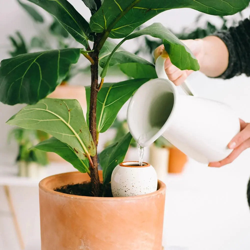 Bewässerungskegel Olla Terrakotta (2er Set) von Pepin
