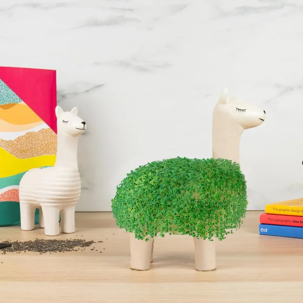 Lama-Blumentopf Mit Samen Zum Pflanzen von Gift Republic