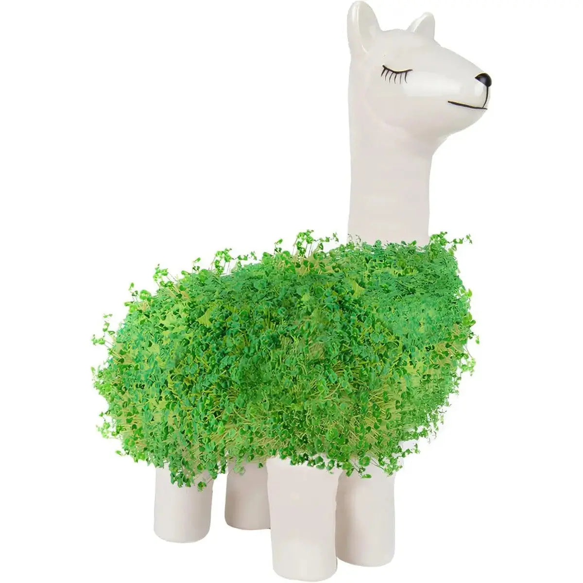 Lama-Blumentopf Mit Samen Zum Pflanzen von Gift Republic