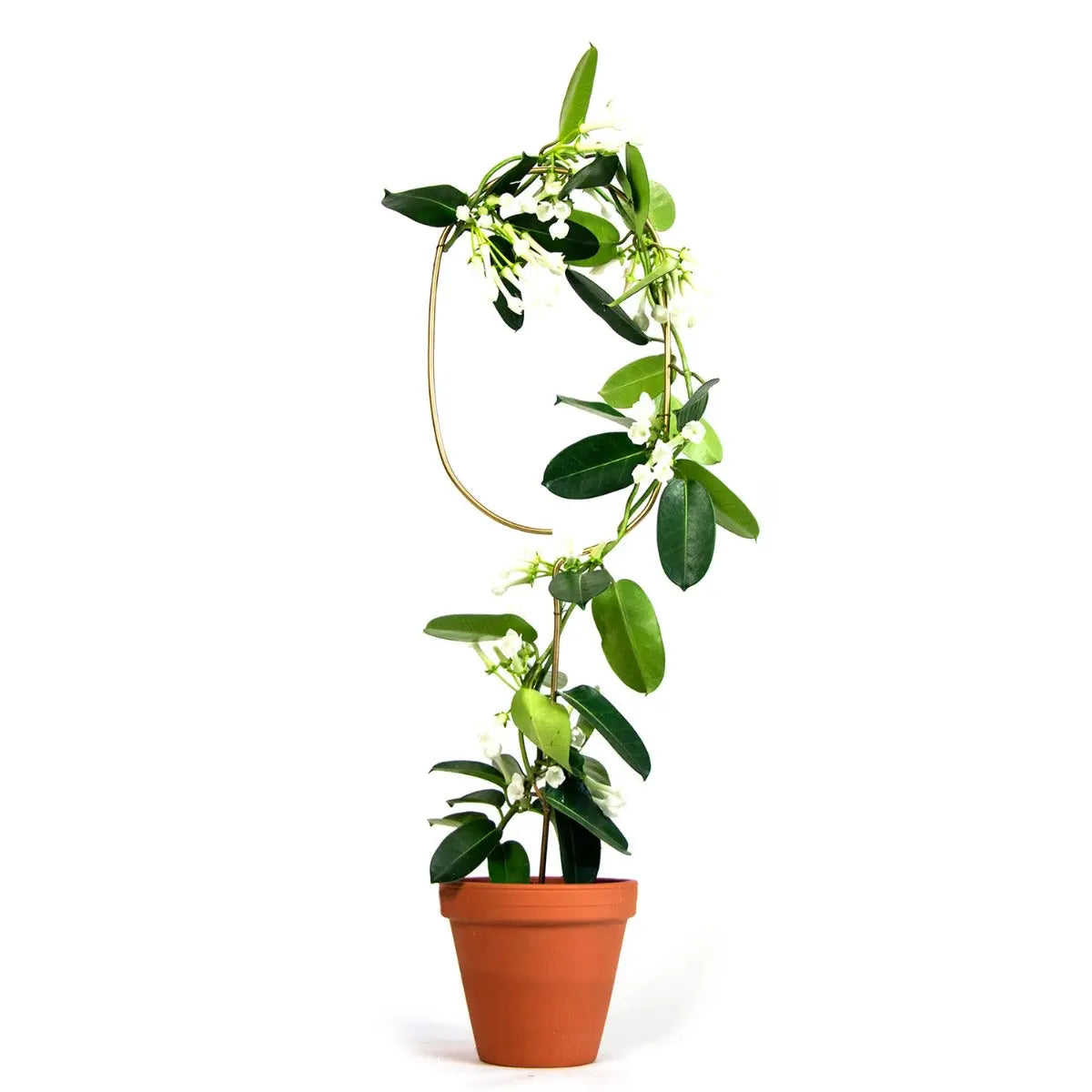 Rankhilfe Arch Gold von Botanopia