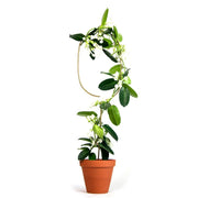 Rankhilfe Arch Gold von Botanopia