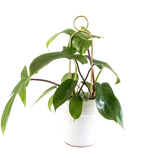 Rankhilfe Pompom Gold von Botanopia