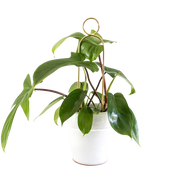 Rankhilfe Pompom Gold von Botanopia