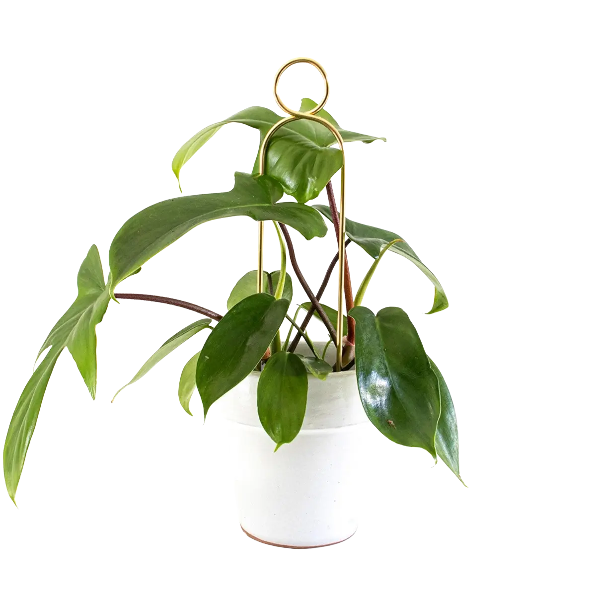 Rankhilfe Pompom Gold von Botanopia