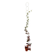 Rankhilfe Kette Gold von Botanopia