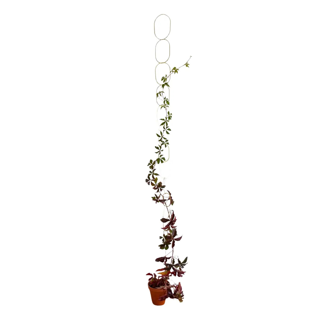 Rankhilfe Kette Gold von Botanopia