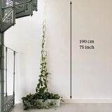 Rankhilfe Kette Gold von Botanopia