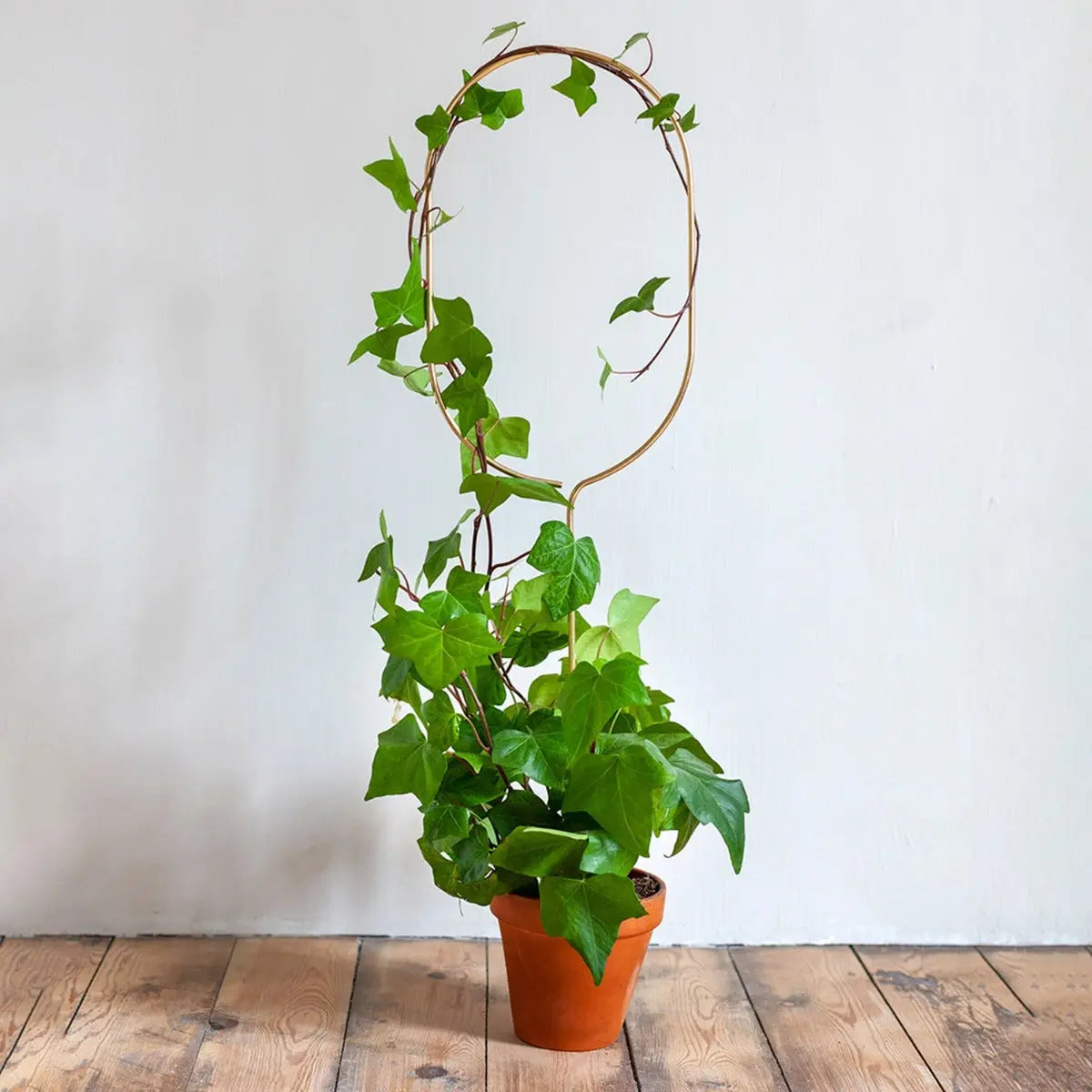 Rankhilfe Arch Gold von Botanopia