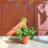 Rankhilfe Zig-Zag Gold von Botanopia