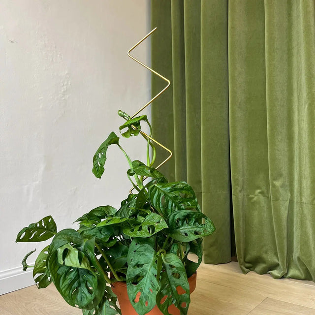 Rankhilfe Zig-Zag Gold von Botanopia