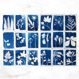 Cyanotype DIY Komplettset von Botanopia