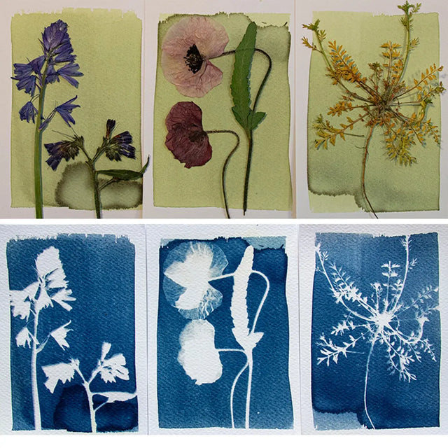 Cyanotype DIY Komplettset von Botanopia