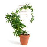 Rankhilfe Squiggle Gold von Botanopia