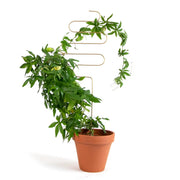 Rankhilfe Squiggle Gold von Botanopia