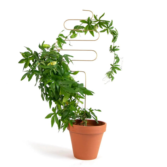 Rankhilfe Squiggle Gold von Botanopia