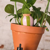 Bewässerungskegel Olla Lila-Grüne Streifen von Pepin