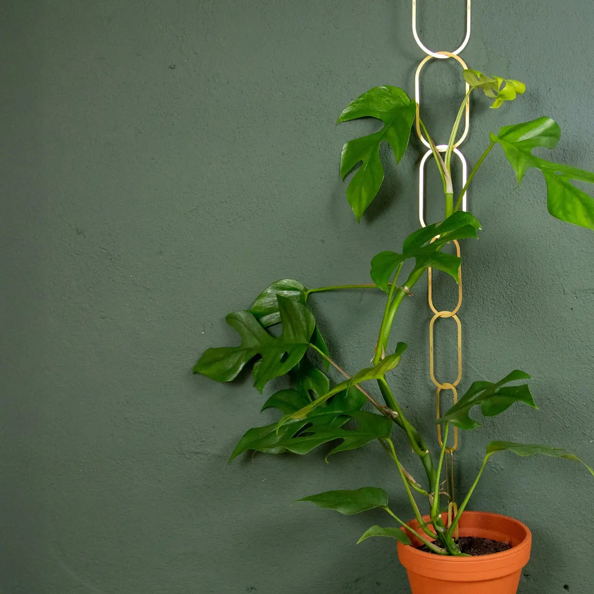 Rankhilfe Kette Gold von Botanopia