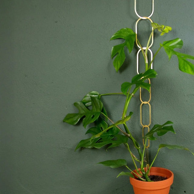 Rankhilfe Kette Gold von Botanopia