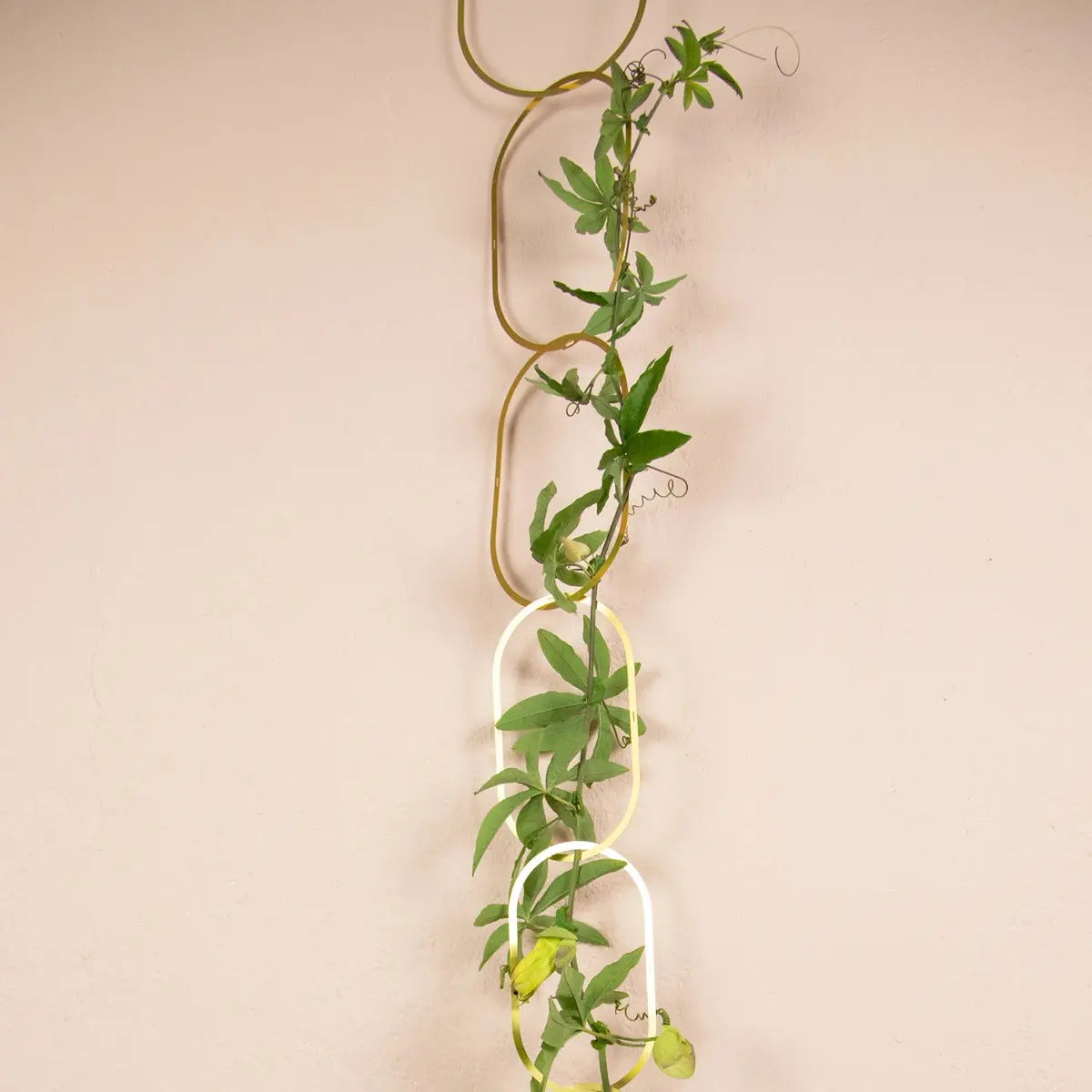 Rankhilfe Kette Gold von Botanopia