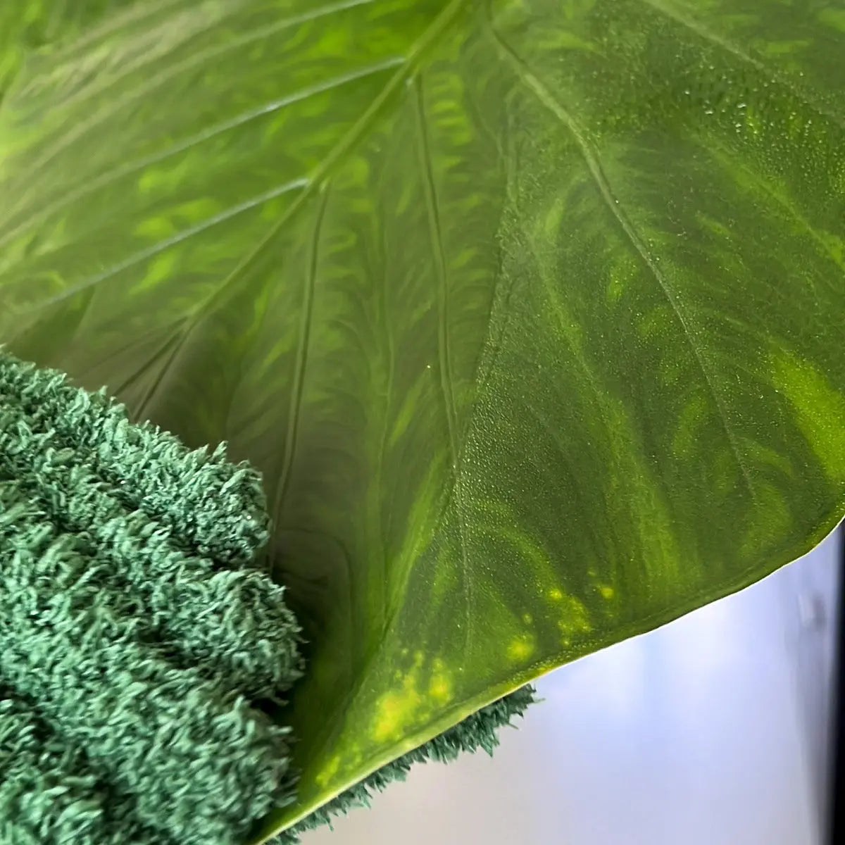Staubhandschuhe für Pflanzen von Botanopia