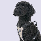 Hundegeschirr Schwarz XS von Redoggo