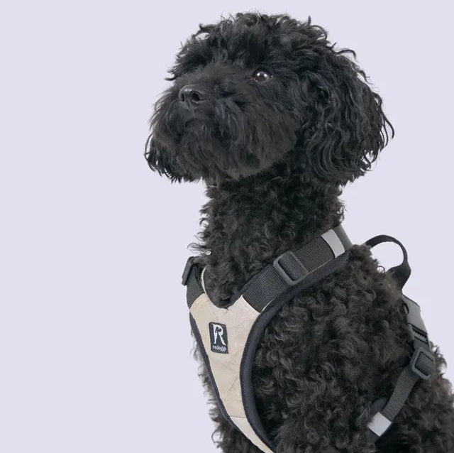 Hundegeschirr Schwarz XS von Redoggo