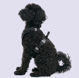 Hundegeschirr Schwarz XS von Redoggo