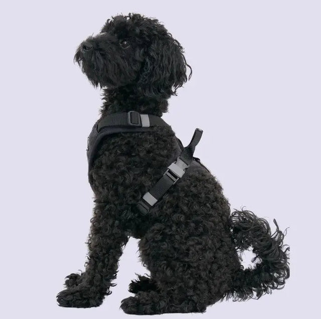 Hundegeschirr Schwarz XS von Redoggo