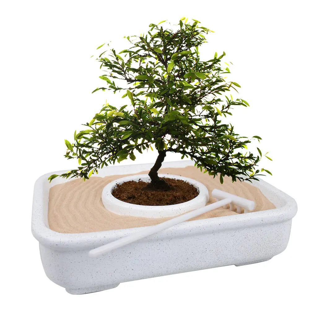 The Art Of Bonsai - Anzucht-Set von Gift Republic