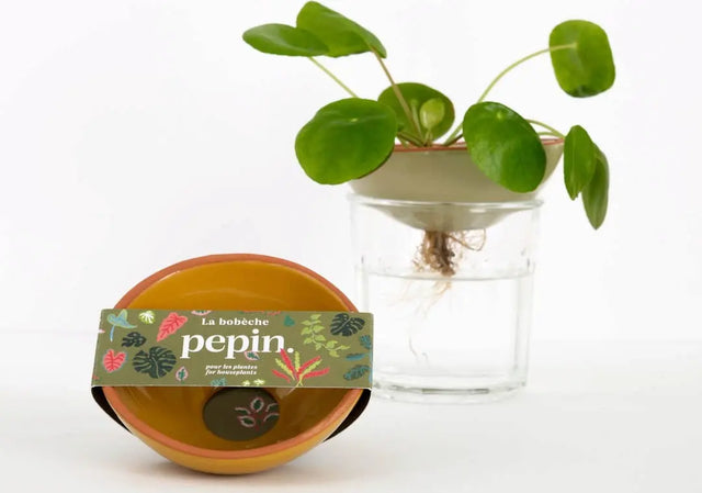 Keimschale Hydrokulturschale Salbeigrün von Pepin