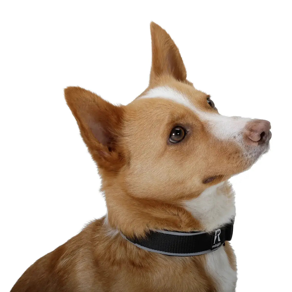 Halsband S von Redoggo